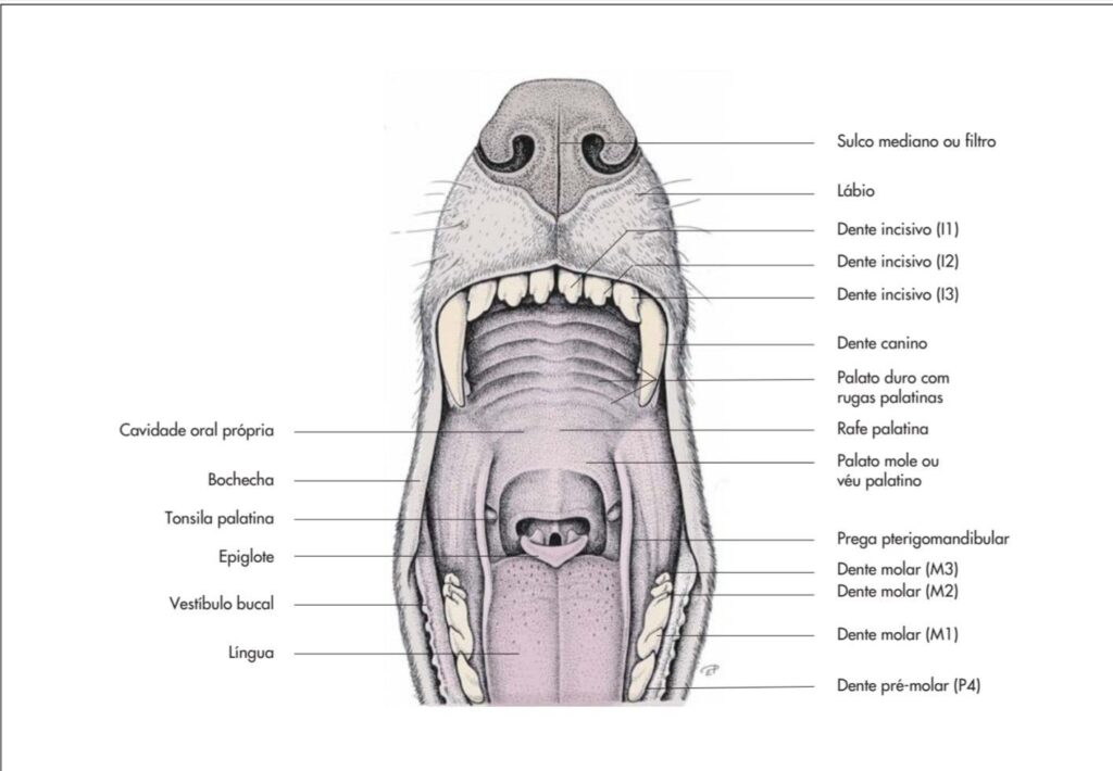 Anatomia Bucal dos Animais