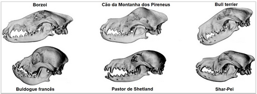 Figura 1 – Estruturas ósseas dos crânios de caninos