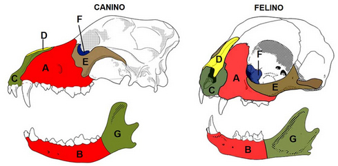 Figura 2 – Regiões dos ossos da face: A – Maxilar; (B) Mandibular; (C) Incisiva; (D) Nasal frontal; (E) Zigomática; (F) Orbital; (G) Articulação temporomandibular