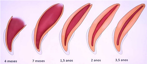 Figura 3 – Desenvolvimento dentário de um animal, tendo como referência a polpa dentária.