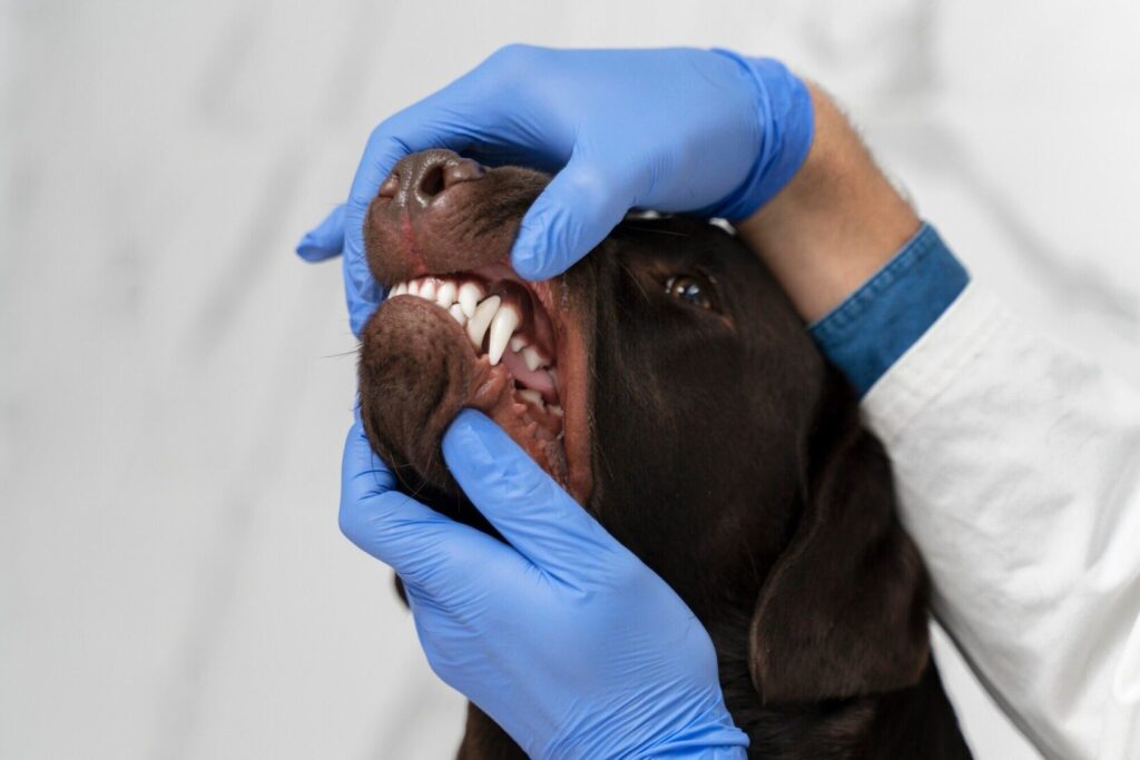 Guia Completo de Odontologia Veterinária: Cuidados e Tratamentos Essenciais