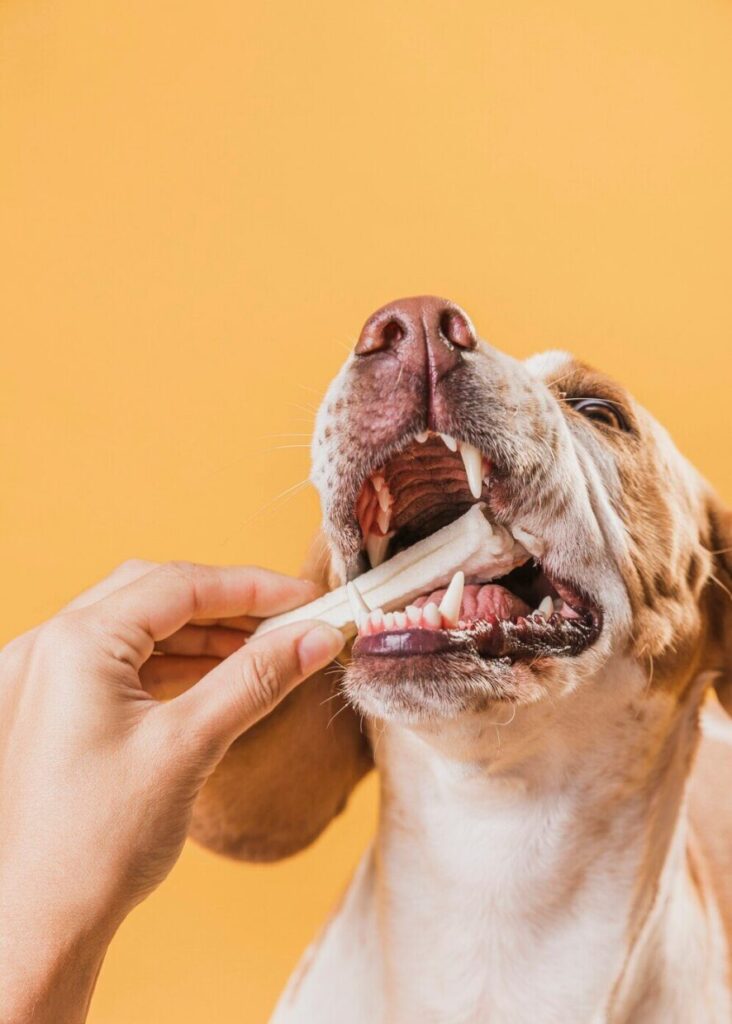 Dieta e Nutrição focada na Odontologia Veterinária