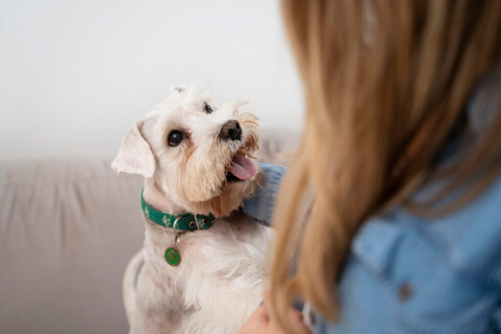 Odontologia Veterinária: Dicas Profissionais para um Sorriso Saudável nos Animais de Estimação