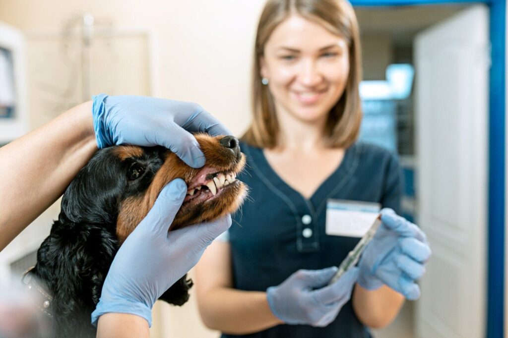 Tecnologias e avanços na odontologia veterinária