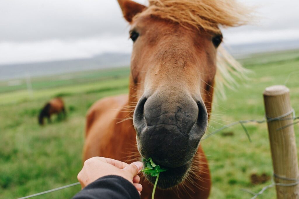 Gerenciamento de peso em cavalos: Estratégias para prevenir a obesidade e a magreza