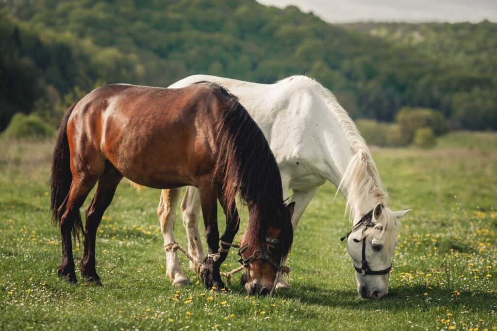 Raças de cavalos mais populares: Guia para veterinários sobre características e cuidados específicos