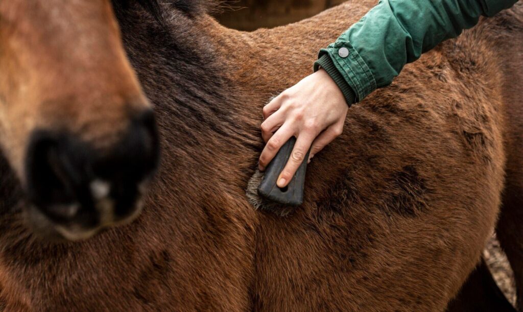 Prevenção e tratamento de feridas em cavalos: Estratégias eficazes para veterinários