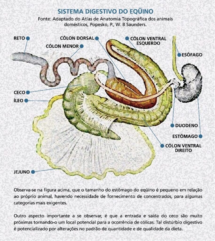 Sistema Digestivo do Equino - Nutrição Equina