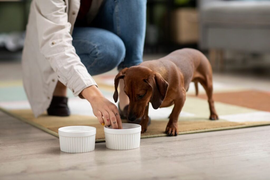 Os Melhores Ingredientes para uma Dieta Canina Nutritiva e Saborosa