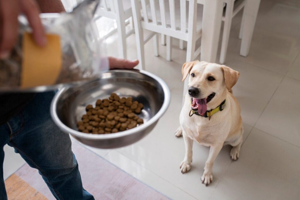 Guia Completo: Nutrição Balanceada para Cães - Alimentação Saudável