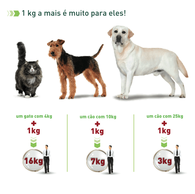 Guia Completo: Nutrição Balanceada para Cães - Alimentação Saudável