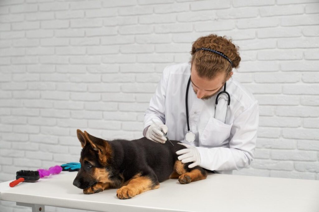 Início do Ciclo Acadêmico - Como Se Preparar para a Jornada na Veterinária