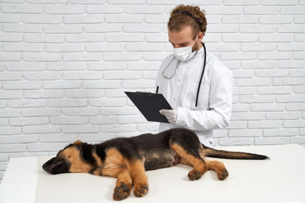 Início do Ciclo Acadêmico - Como Se Preparar para a Jornada na Veterinária