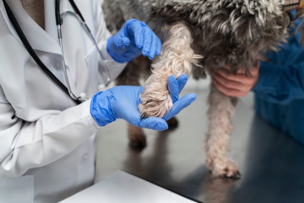 Lidando com o Medo de Sangue na Carreira de Veterinária