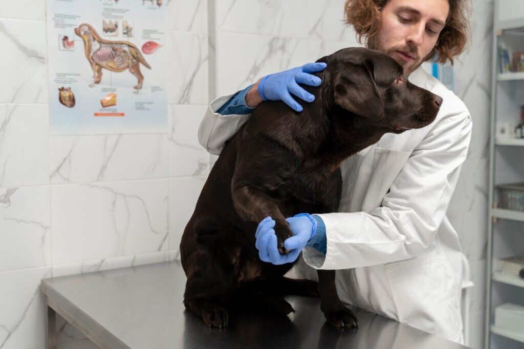 Lidando com o Medo de Sangue na Carreira de Veterinária