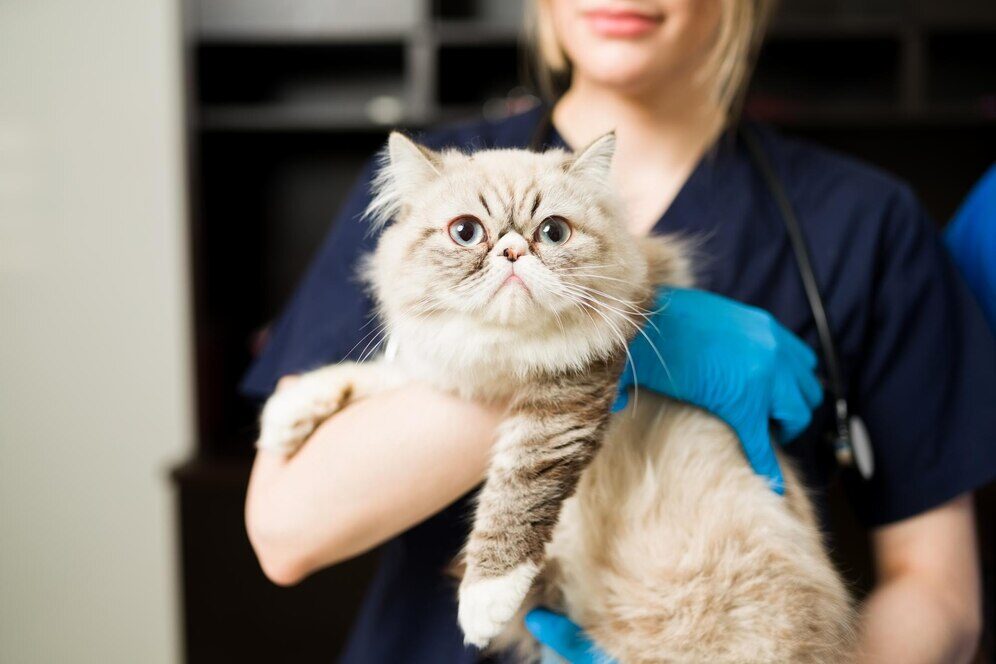 Início do Sonho - Primeiros Passos na Carreira de Veterinária