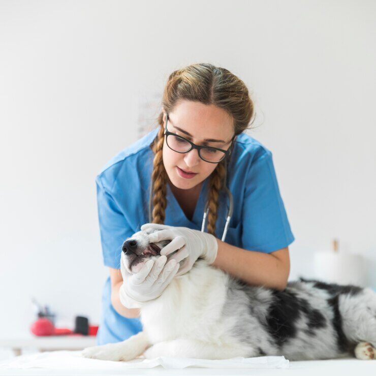 Autodisciplina e Procrastinação - Como Gerenciar o Tempo na Faculdade de Veterinária