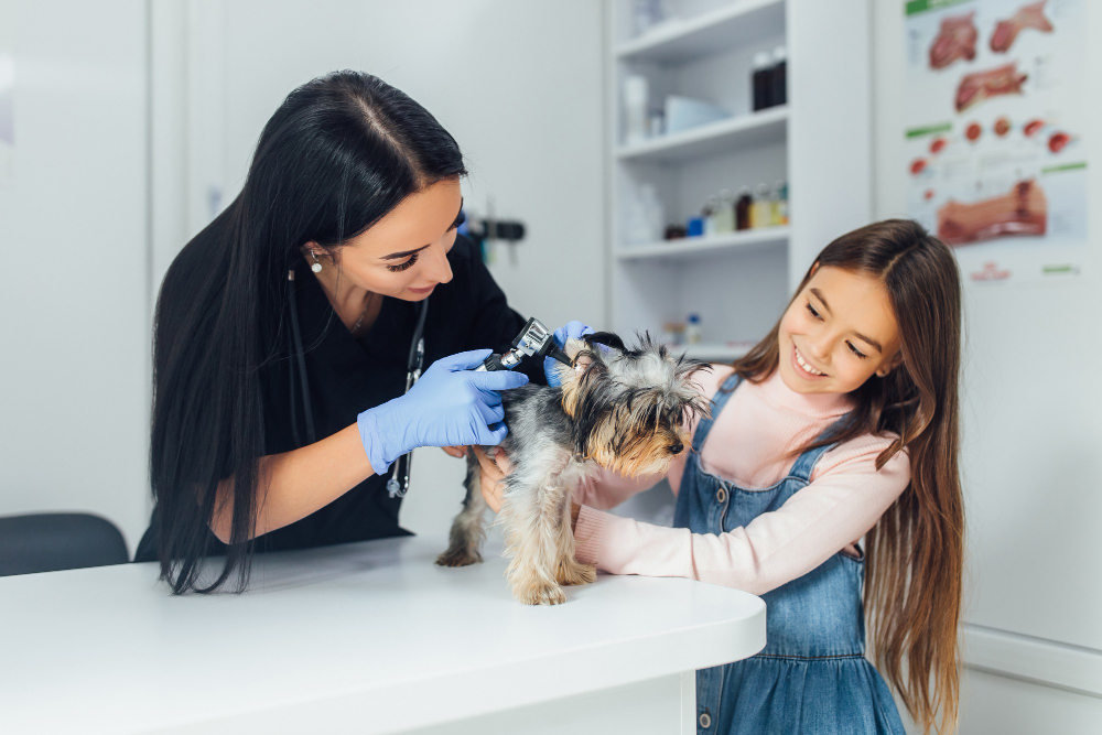 A Vida Universitária - Expectativas e Realidade na Faculdade de Veterinária