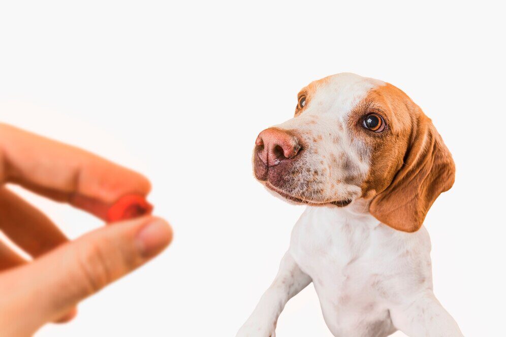 Desafios da Matemática na Faculdade de Veterinária - Como Superar