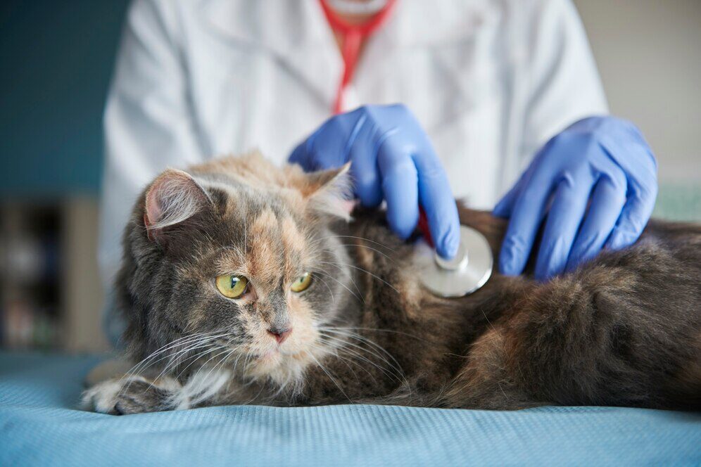 Iniciação Científica - Oportunidades para Estudantes de Veterinária